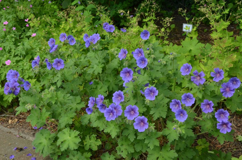 花色美麗的老鶴草圖片