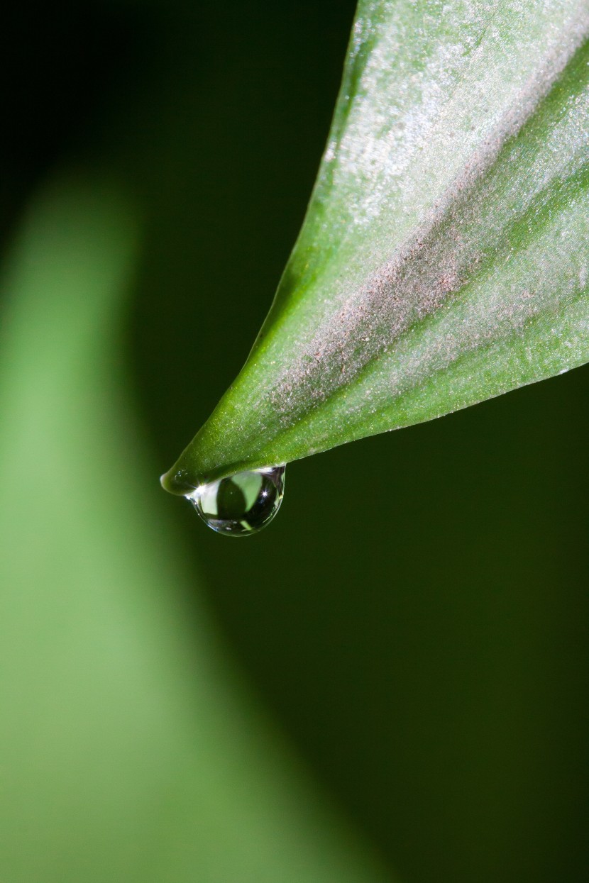 植物上晶瑩剔透的露珠圖片