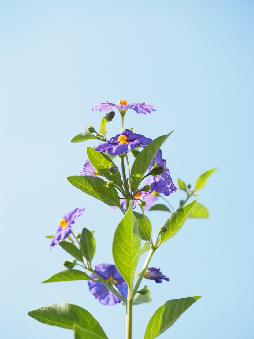 紫色的馬鈴薯花圖片