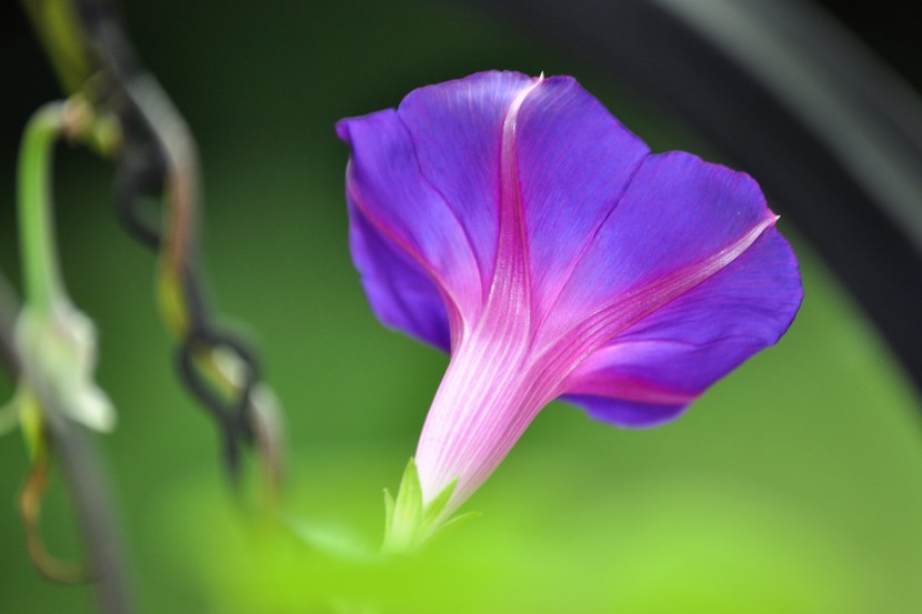 紫色的牽牛花圖片