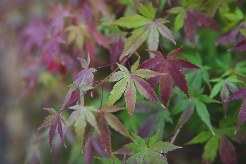 觀賞樹種槭樹圖片