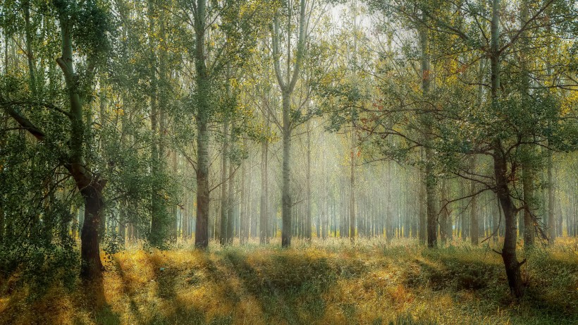地球之肺綠色森林自然風景圖片