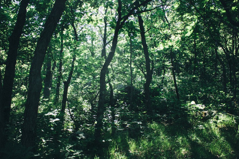 地球之肺綠色森林自然風景圖片