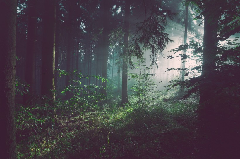 地球之肺綠色森林自然風景圖片