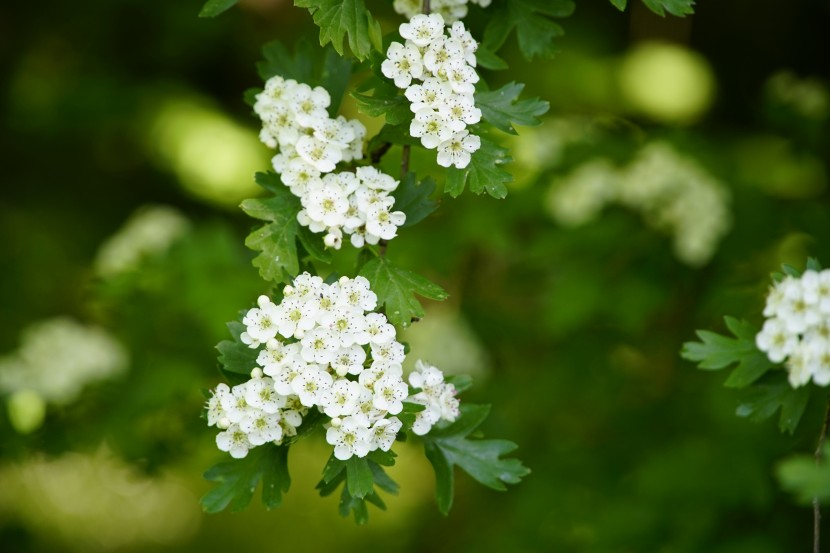 白色細密的山楂花圖片