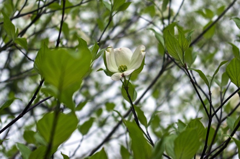 淡雅清新山茱萸圖片