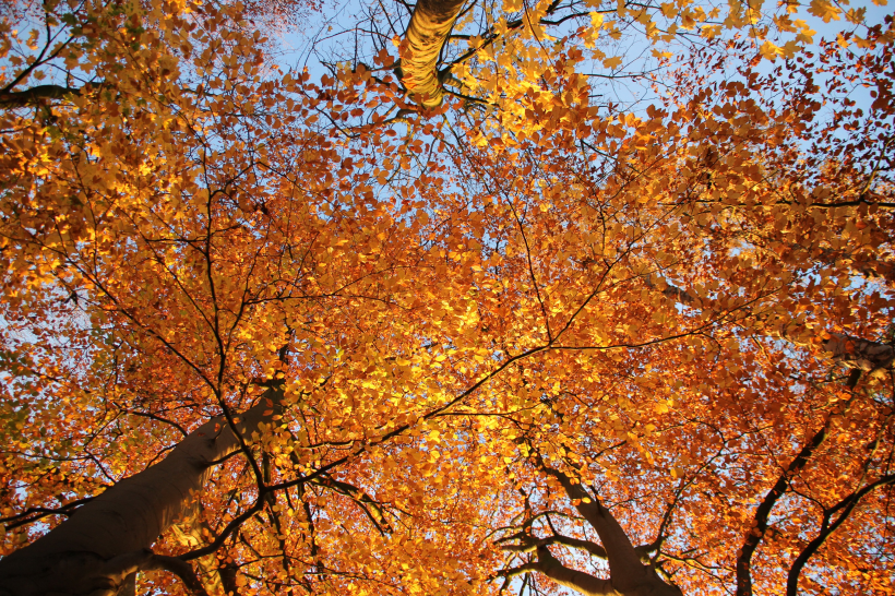 深秋的樹林圖片