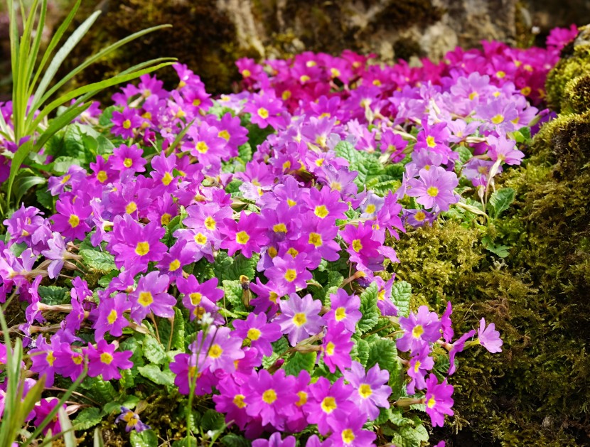 花色鮮豔的四季報春花圖片