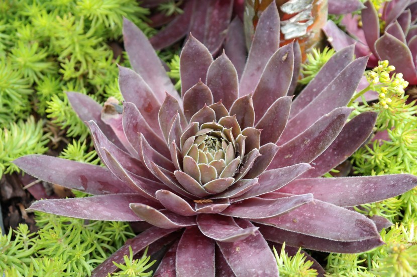 小巧可愛的多肉植物圖片