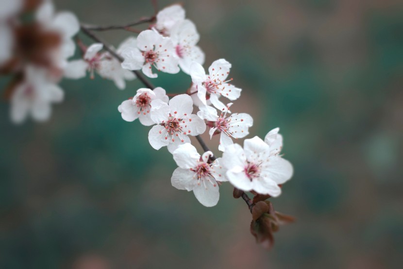 枝頭盛開的桃花圖片