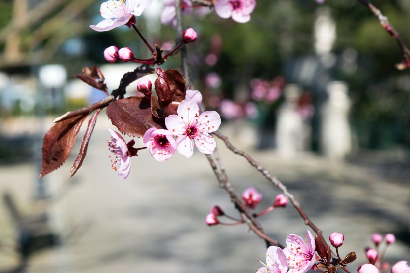 枝頭盛開的桃花圖片