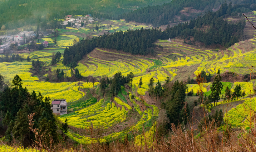 層疊的梯田風景圖片