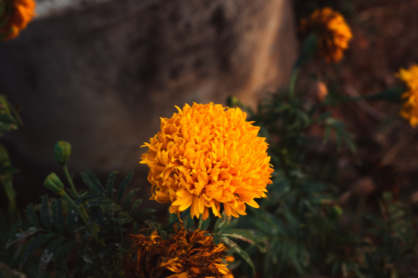 四季花萬壽菊圖片