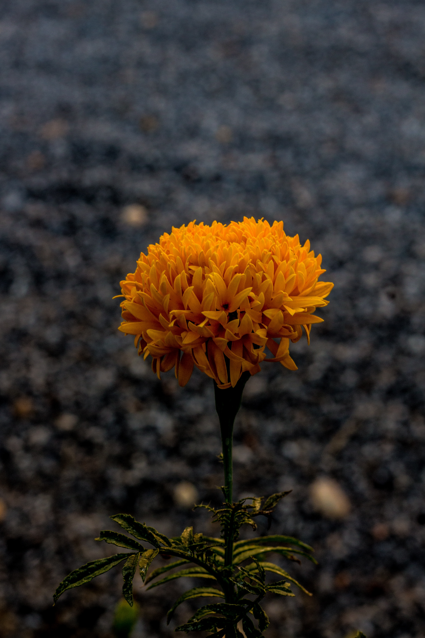 四季花萬壽菊圖片