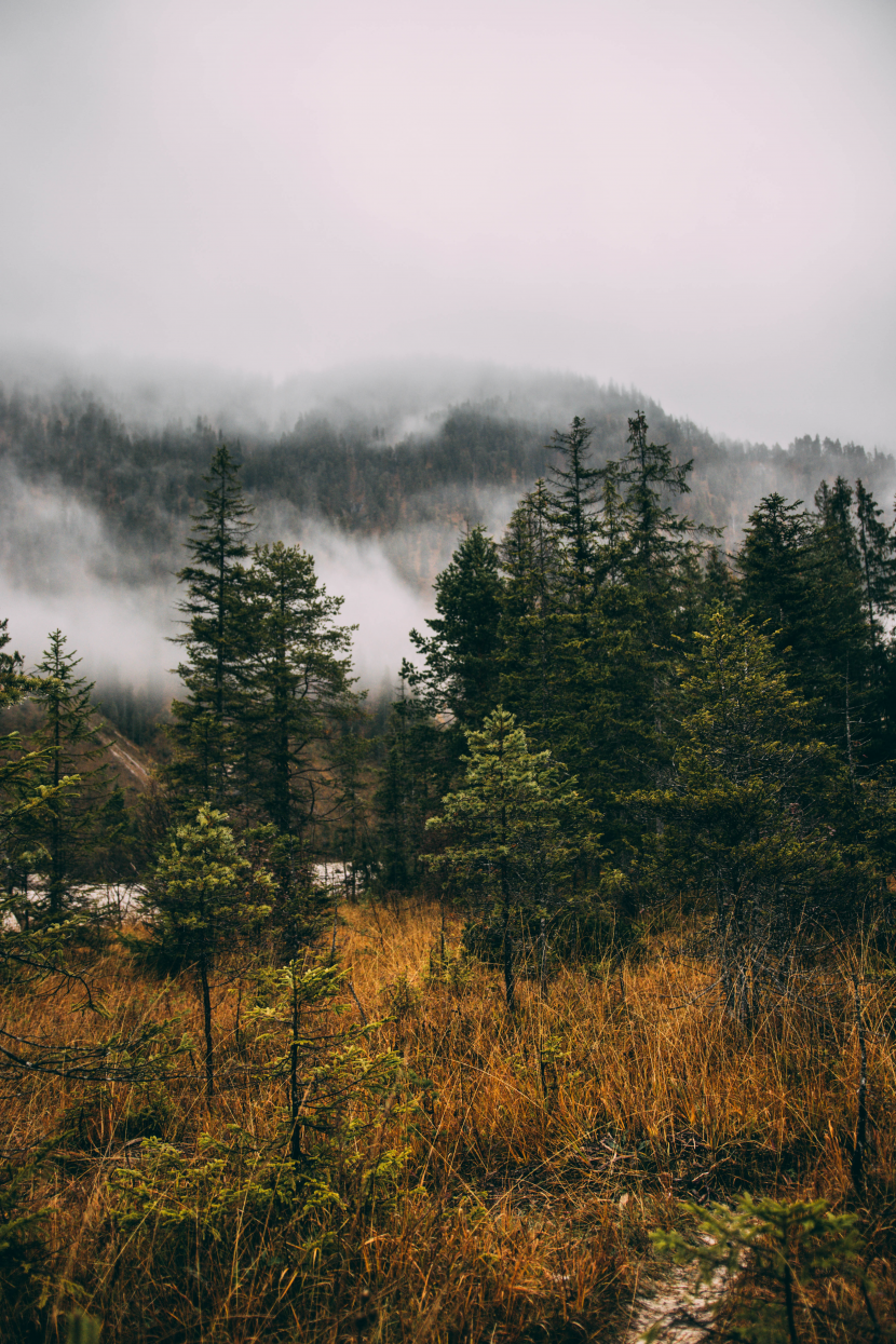 霧氣彌漫的森林圖片