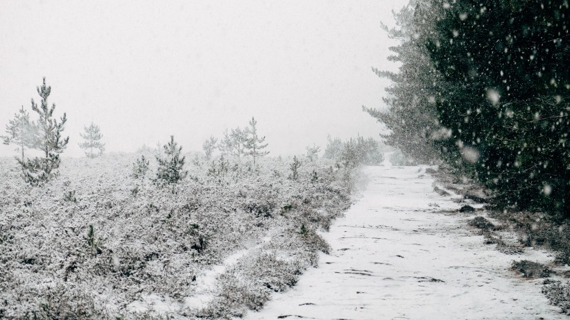 樹林雪後風景圖片