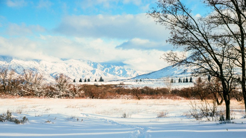 樹林雪後風景圖片