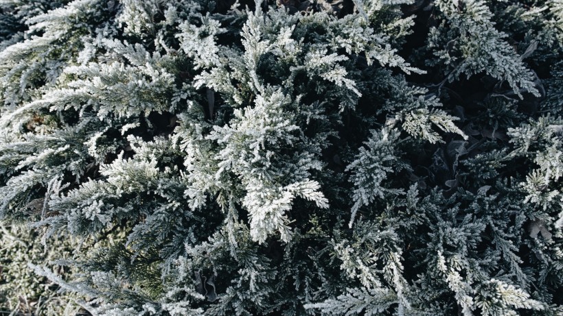 樹林雪後風景圖片