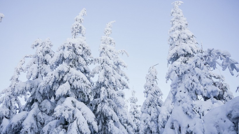 樹林雪後風景圖片