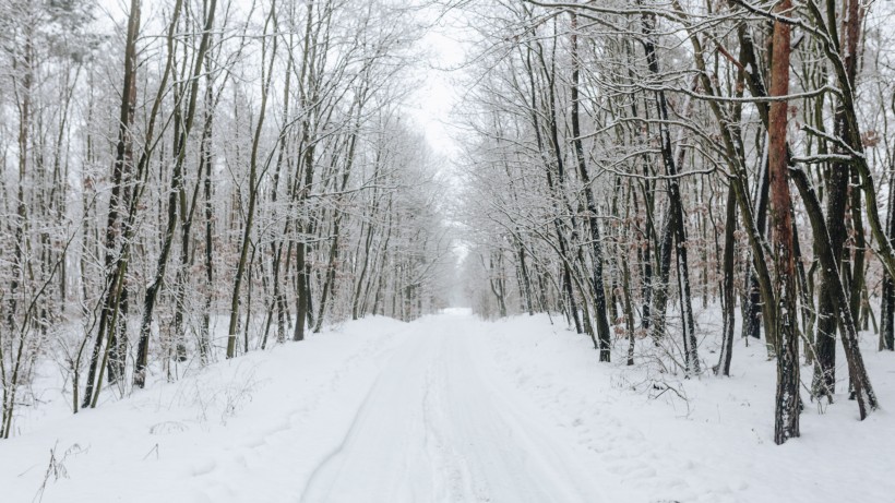 樹林雪後風景圖片