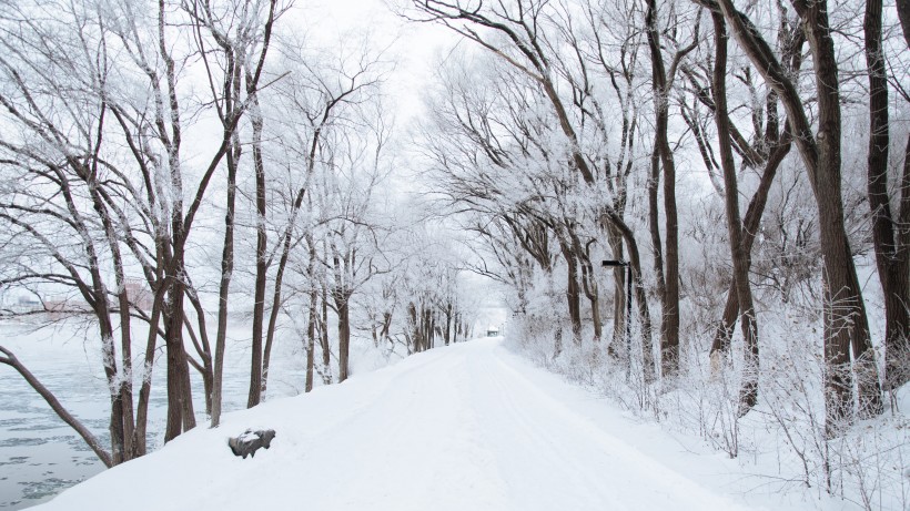 樹林雪後風景圖片