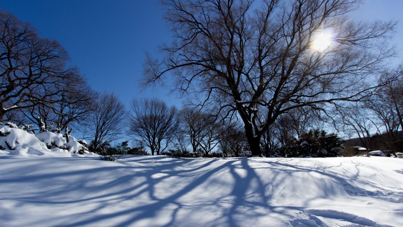 樹林雪後風景圖片