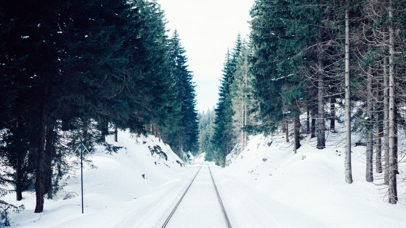 樹林雪後風景圖片