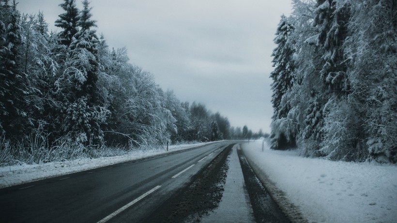 樹林雪後風景圖片