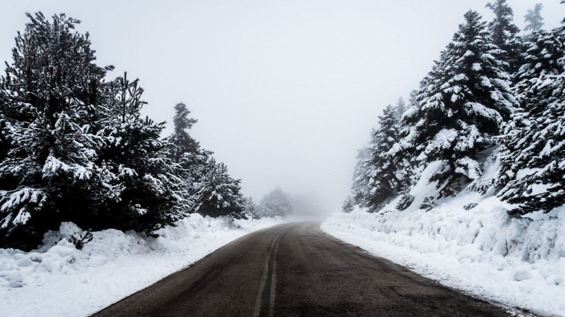 樹林雪後風景圖片