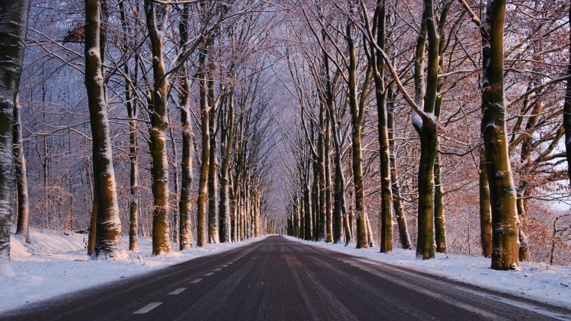 樹林雪後風景圖片