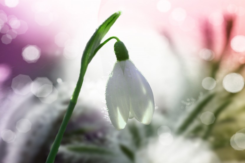 潔白優雅的雪花蓮圖片