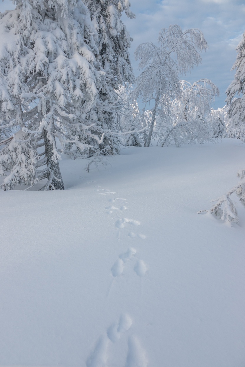 唯美冬季雪景風景圖片