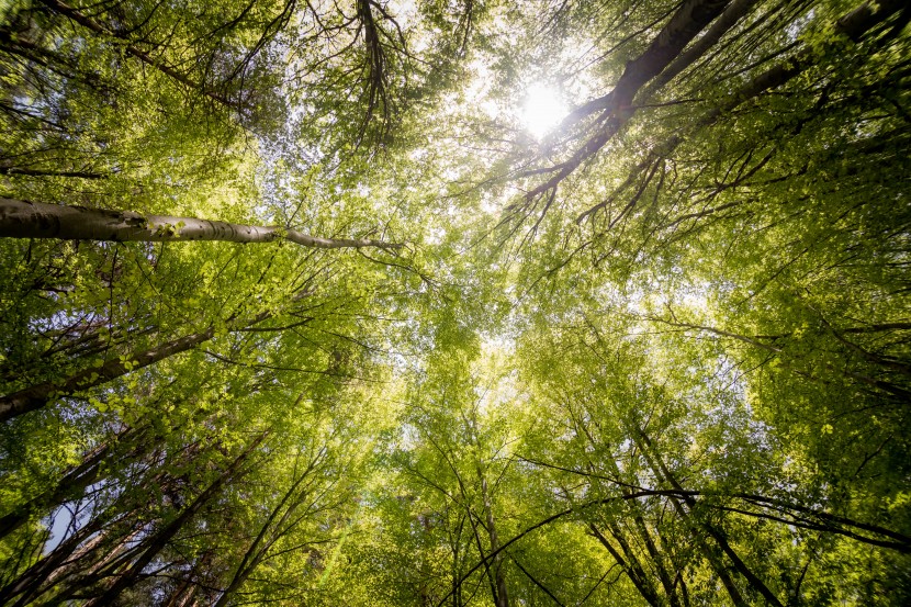 仰視角度下的森林樹木圖片