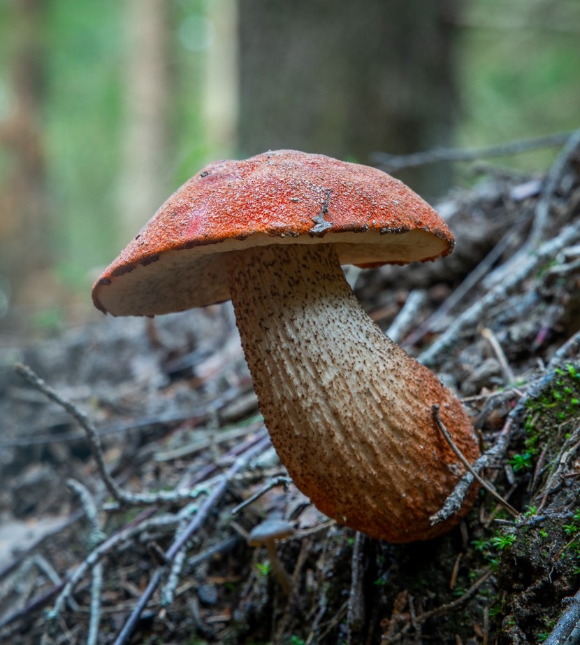 森林裡的野蘑菇圖片