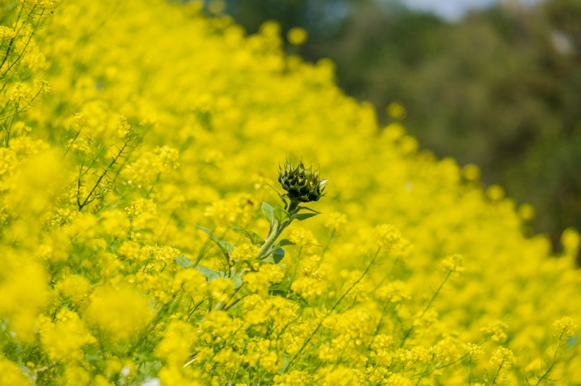 金燦燦的油菜花田風景圖片