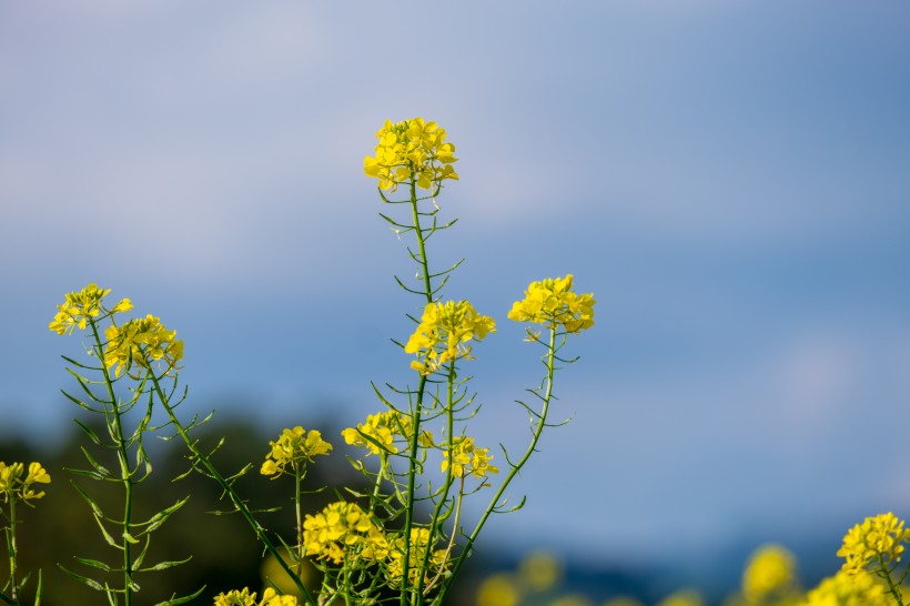 金燦燦的油菜花田風景圖片