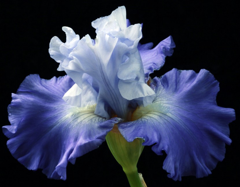 紫色夢幻的鸢尾花圖片