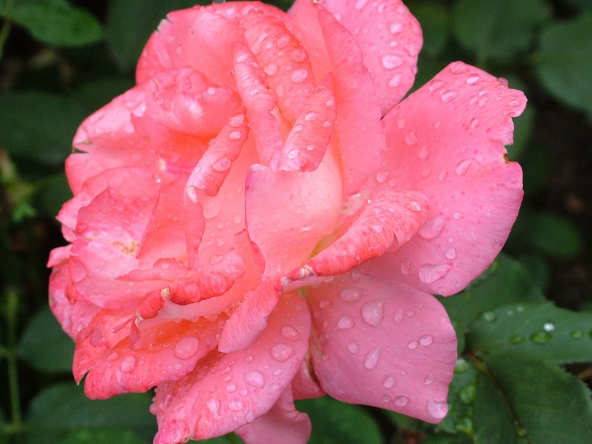 雨後的鮮花圖片