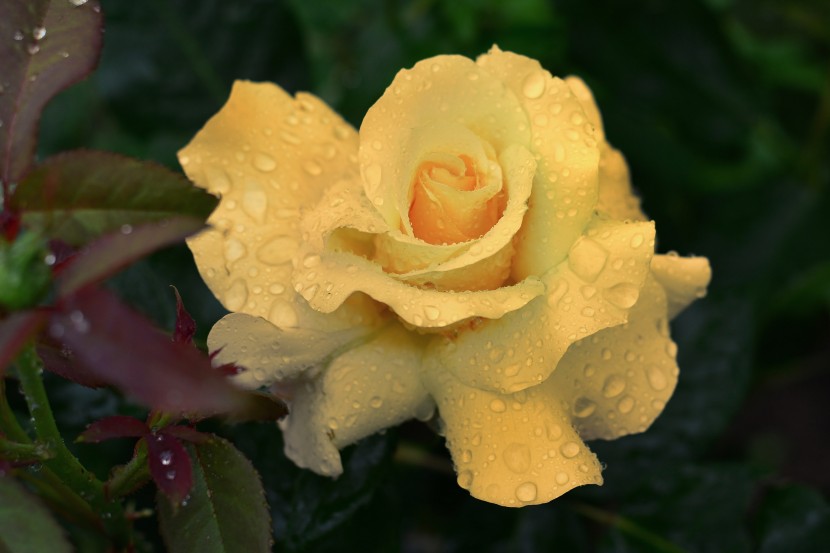 雨後的鮮花圖片