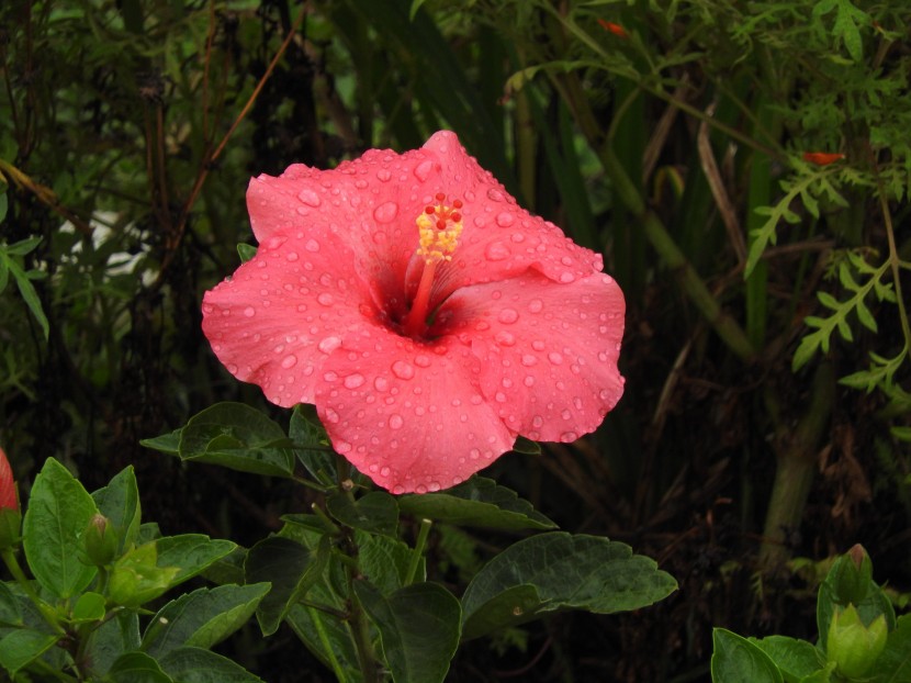 雨後的鮮花圖片