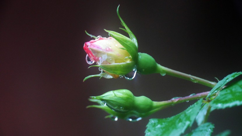 雨後的鮮花圖片