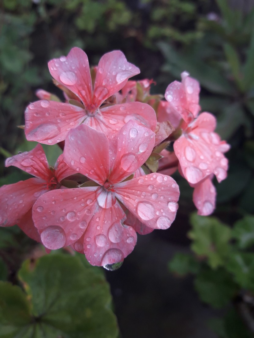 雨後的鮮花圖片