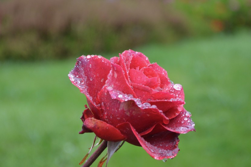 雨後的鮮花圖片