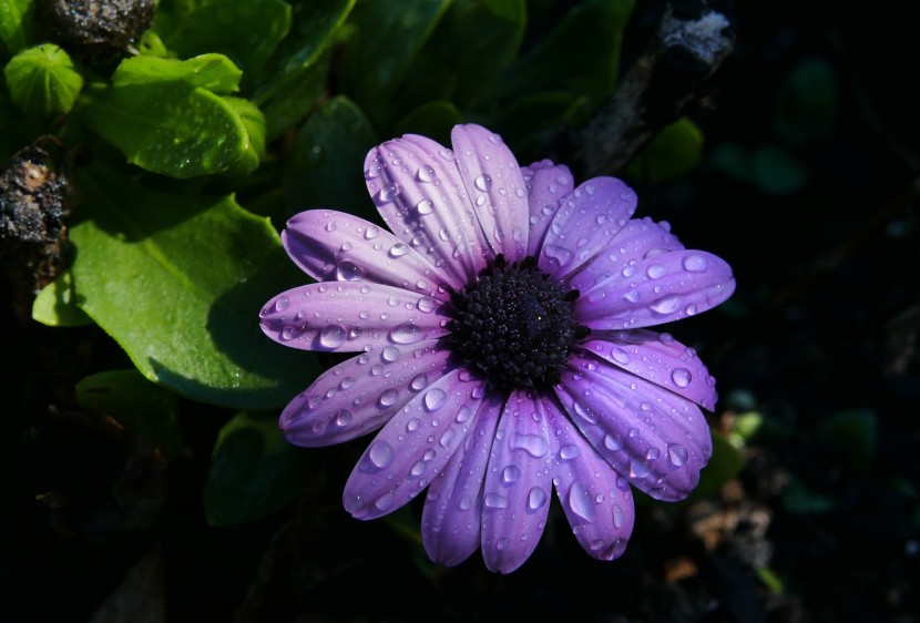 雨後的鮮花圖片