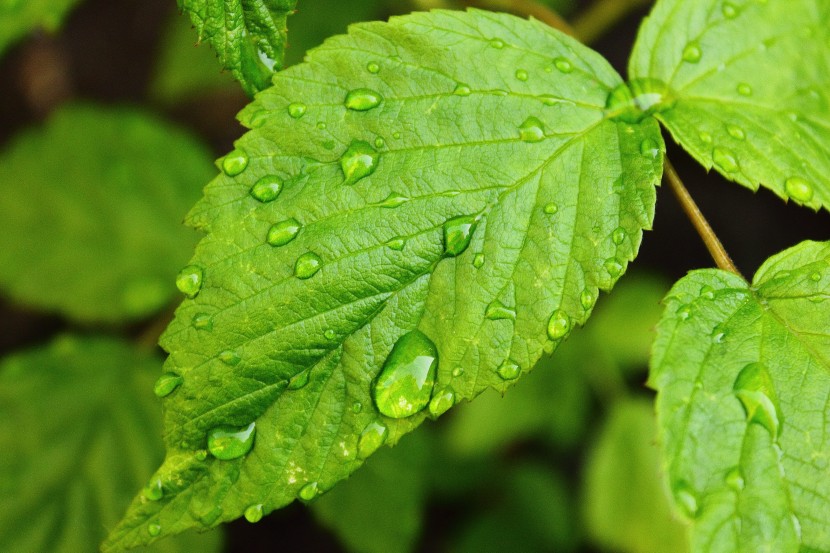 雨後的綠色植物圖片