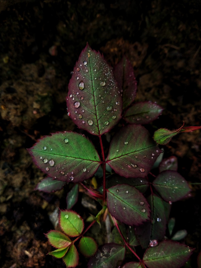 雨後的綠色植物圖片