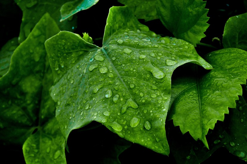 雨後的綠色植物圖片