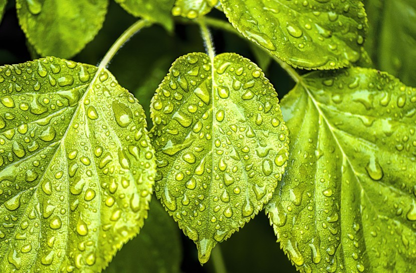 雨後的綠色植物圖片