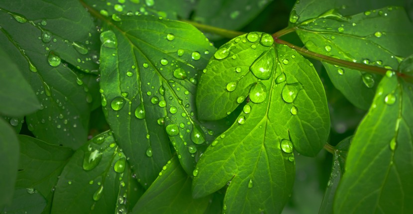 雨後的綠色植物圖片