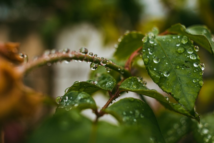 雨後的綠色植物圖片